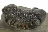 Detailed Austerops Trilobite - Ofaten, Morocco #325984-1